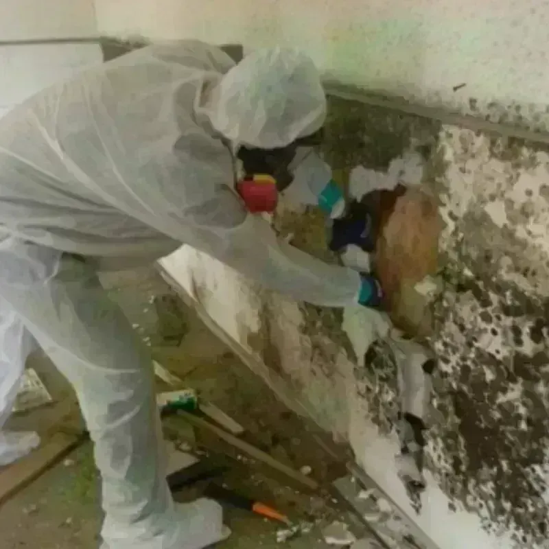 Mold Remediation and Removal in Piru, CA